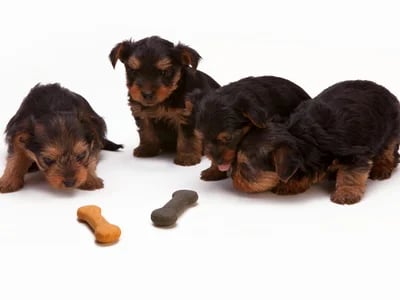 6 Surprising Truths About How Much Does Farmers Dog Cost Over a Year