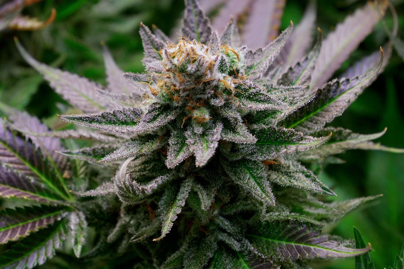 Buy the Top Ranked THC &amp; CBD Edibles from Miami Rave