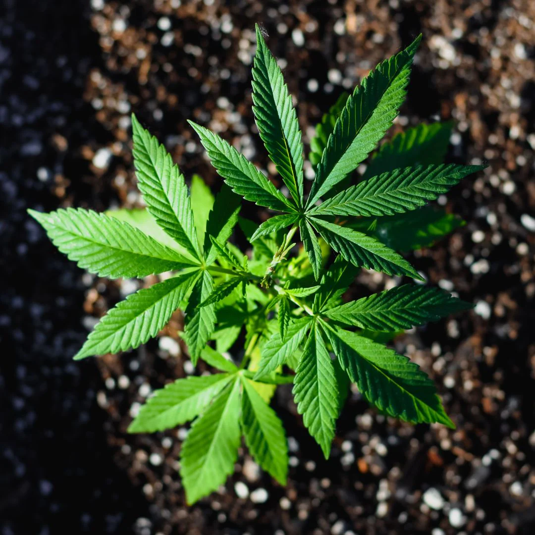 Buy Fat Panda Cannabis Weed in Chiang Mai at Popup CNX