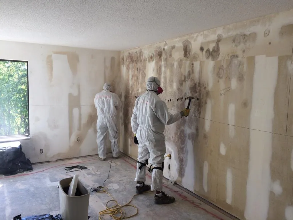 Professional Cleaning Services with mold remediation south austin tx