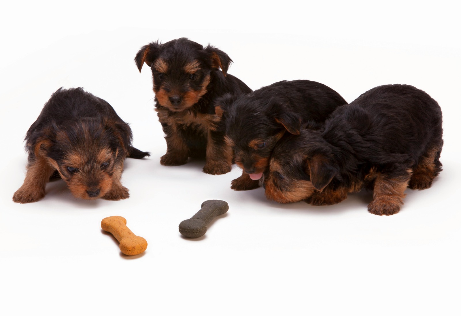 6 Surprising Truths About How Much Does Farmers Dog Cost Over a Year