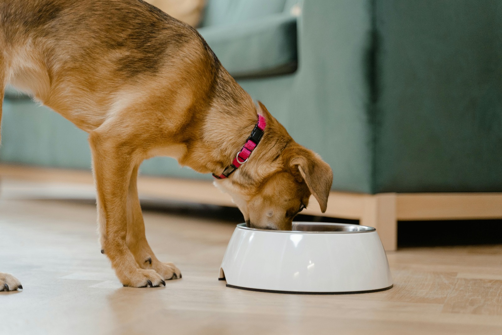 6 Surprising Truths About How Much Does Farmers Dog Cost Over a Year