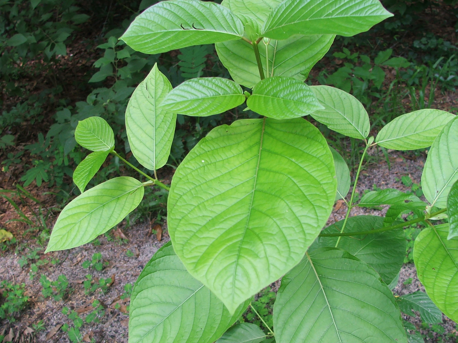 How Kratom Chiang Mai is Revolutionizing Local Wellness