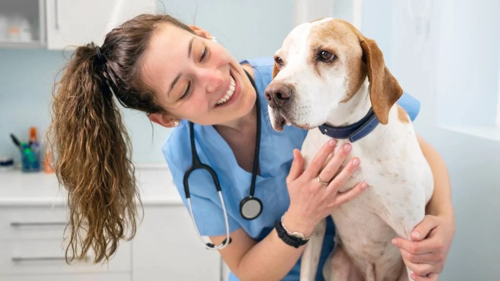Vet Home Certs: Your Solution for Easy Animal Travel