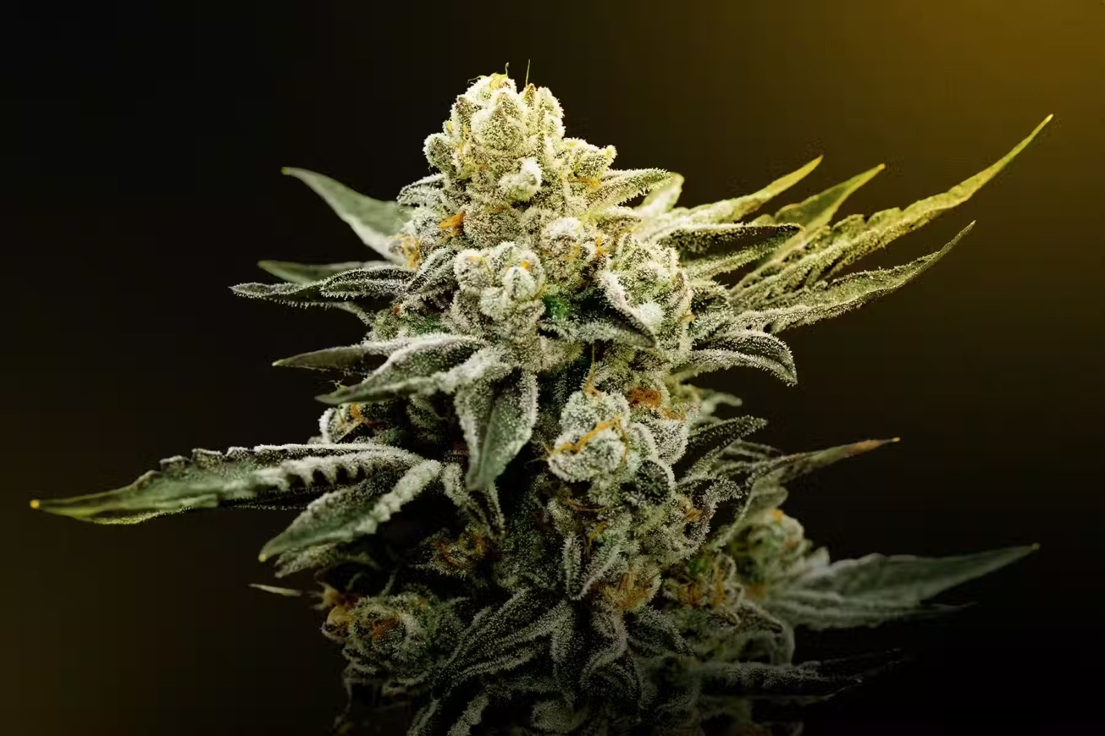 Clubs Cannabis Madrid: Your Premier Madrid Weed Club Destination