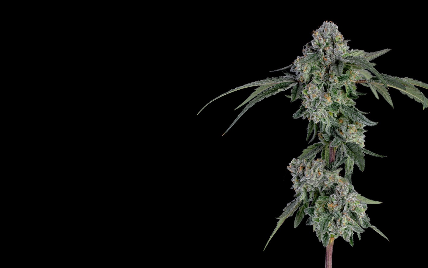 Mandarin Cookies Strain – Flavorful Cannabis Selection at Bud Cargo