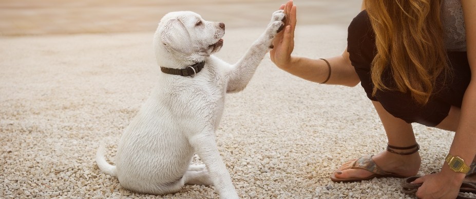 Emotional Support Dog Qualifications: What You Need to Know