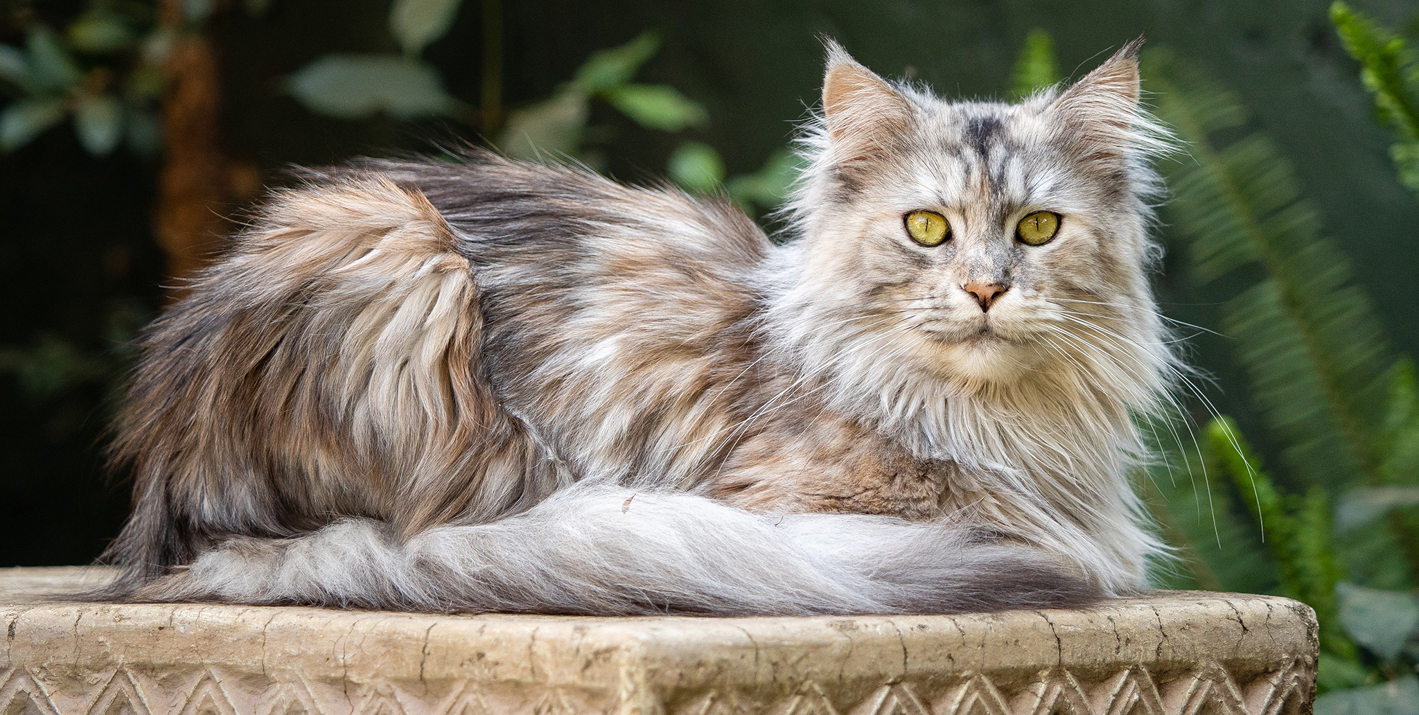 Maine Coon Kittens for Sale | Gentle Giants from Amore Cattery