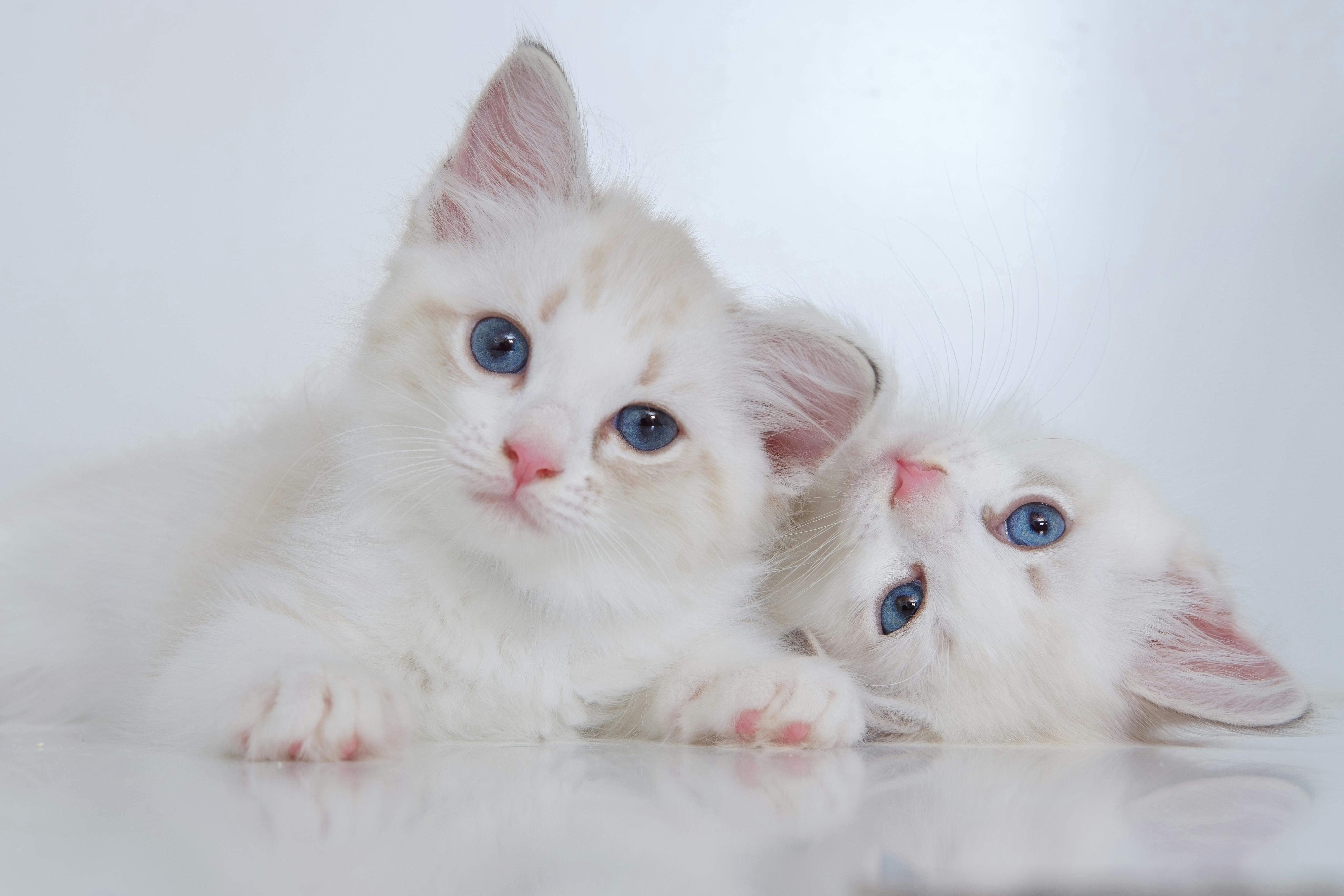 Home-Raised Maine Coon Kittens for Sale Northern California Families