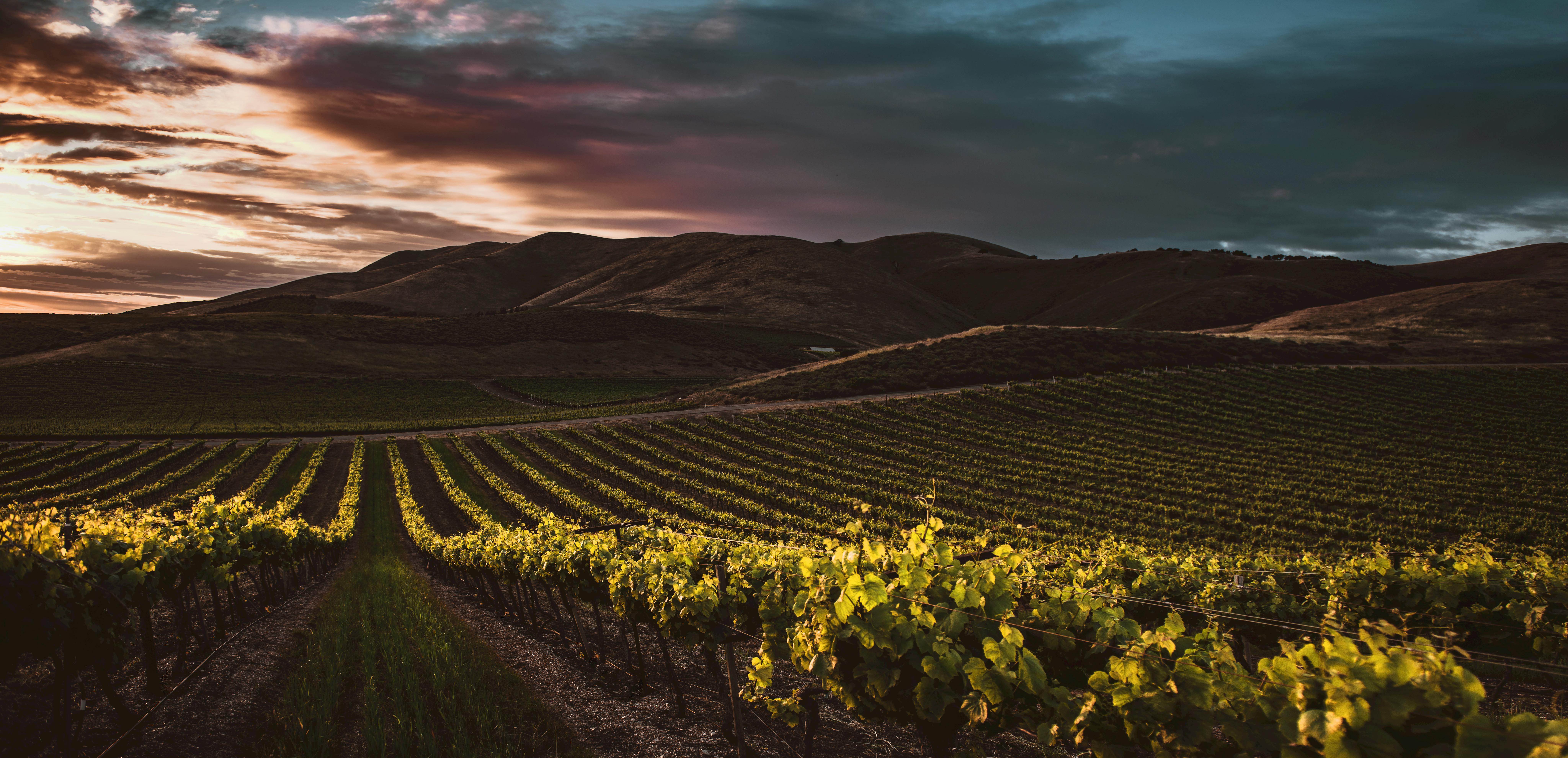 Discover the Best Sacramento Wineries for Wine Lovers