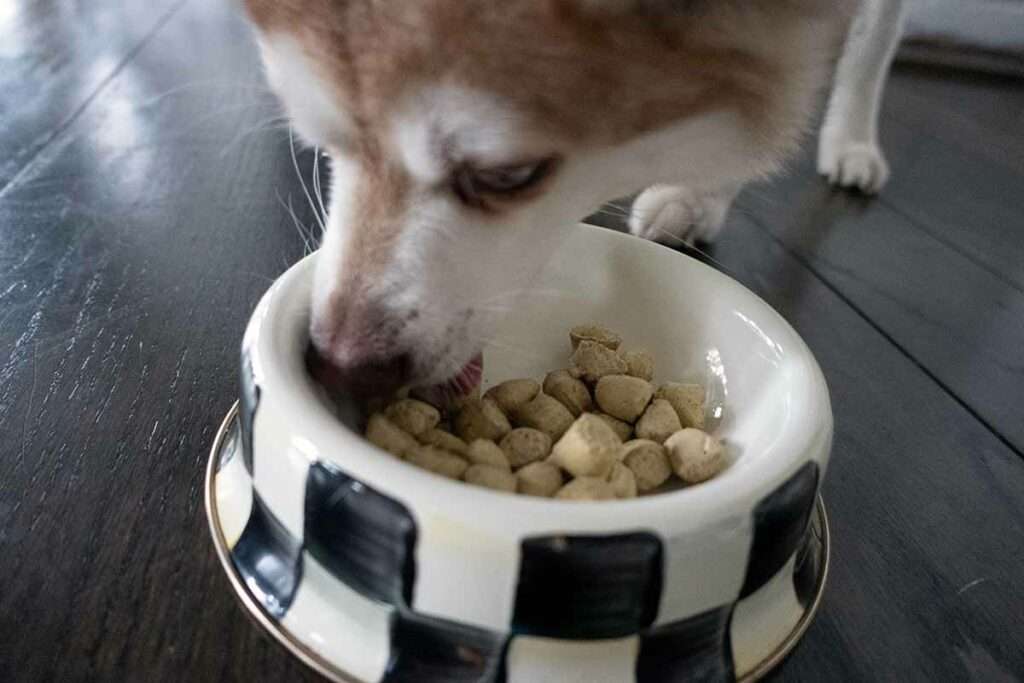 Dr Martys Dog Food: What Sets It Apart in the Premium Market