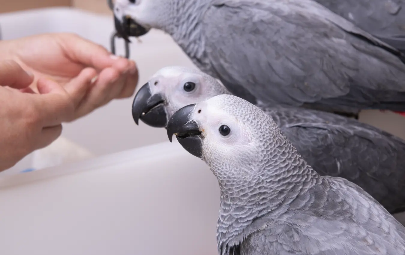 Exotic Birds – Trusted Breeder Amazing Birds Farm